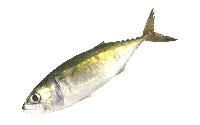 Indian Mackerel