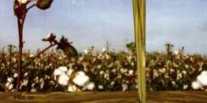 Refined Cottonseed Oil