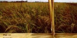 Refined Rice Bran Oil