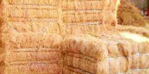 Brown Coir Fibre