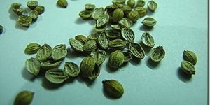 Split Coriander Seeds