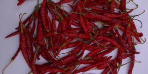 Super Hot Teja Chilly