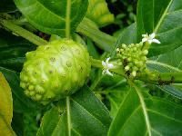 Noni Morinda Citrifolia