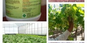 Hydroponics Fertilizer