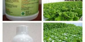 Liquid Bio Fertilizer