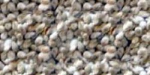Cotton Seeds