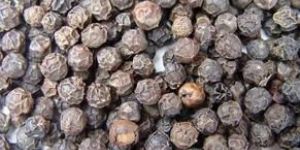 Black Pepper