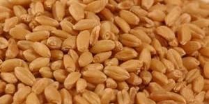 Wheat