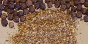 Black Pepper Seeds