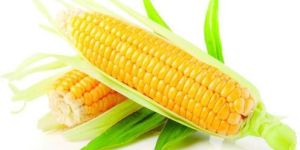 Freeze Dried Sweet Corn