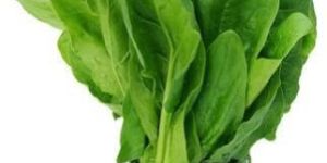 Spray Dried Spinach Powder