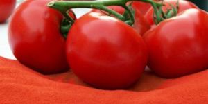 Spray Dried Tomato Powder