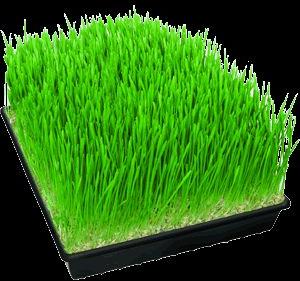 Wheat Grass Powder