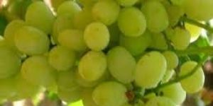Fresh Green Grapes