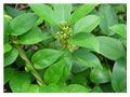 Gymnema Extract