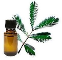 Mimosa Absolute Oil