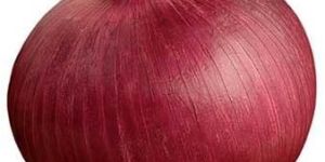 Fresh Red Onion