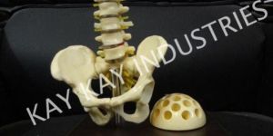 Pelvis with Pen Stand