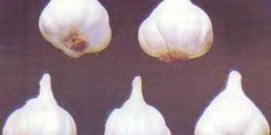 Ooty Garlic