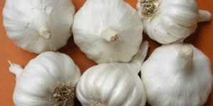 Yamuna Safed-4 (G-323) Garlic