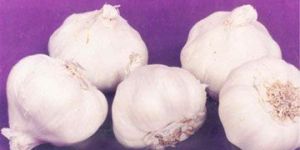 Yamuna Safed (G-1) Garlic