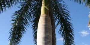 FRP Palm Tree