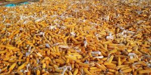 Indian Yellow Maize