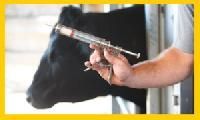 Cattle Medicines