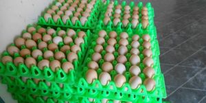 Broiler Hatching Egg