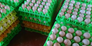 Broiler Hatching Eggs