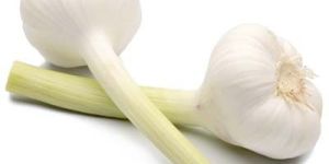 Frseh Garlic