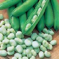 Broad Beans