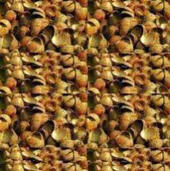 Item Code:SBM :RCS 02 Coconut Shell