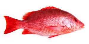 Red Snapper Fish