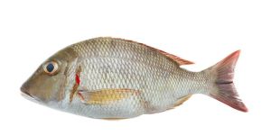 White Snapper Fish