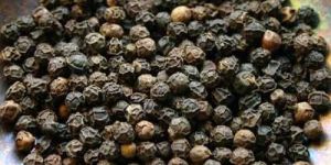 Black Pepper Seeds