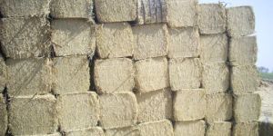 Wheat Straw Bales