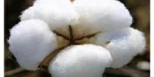 Raw Cotton