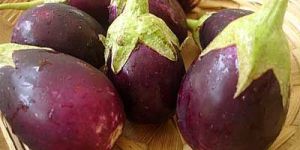 Fresh Brinjal