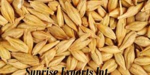Barley Seeds