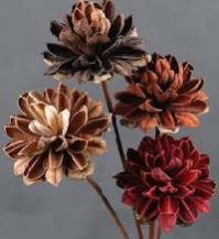 Natural Dried Flowers