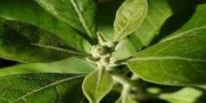Withania Somnifera