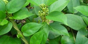 Gymnema Sylvestre