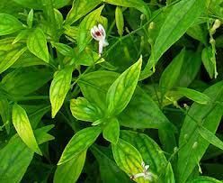 Andrographis Paniculata