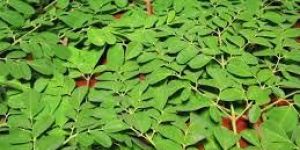 Moringa Leaves