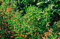 Ashwagandha Seeds