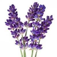 Lavender Flowers