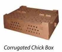 Corrugated Chick Box