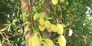 Jackfruit Plant