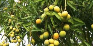 Mango Plant
